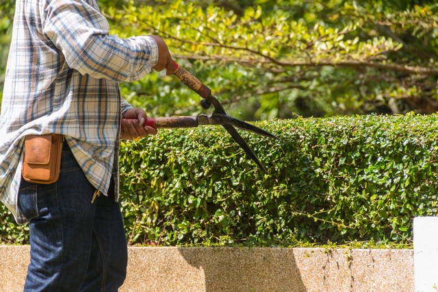 Garden Maintenance Sunbury-on-Thames, TW16